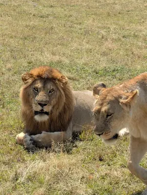 two lions laying in the grass in a field at Morris Eco Safaris in Arusha