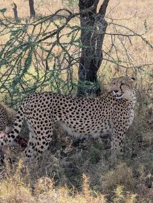 a cheetah standing in the grass next to a tree at Morris Eco Safaris in Arusha