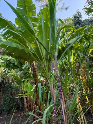 a bunch of green plants in a garden at NgareSero Haven - Eco 3BR Home with Garden and Farm in Usa River