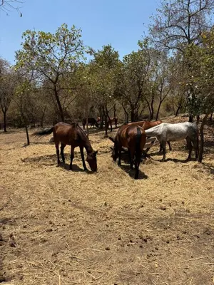 a group of horses grazing in a field at NgareSero Haven - Eco 3BR Home with Garden and Farm in Usa River