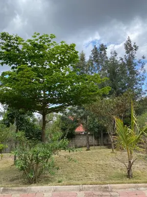 a tree in a field with a house in the background at Tulivu Nyumba in Arusha