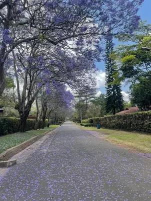 an empty street with trees with purple flowers at Arusha Njiro B&B in Arusha