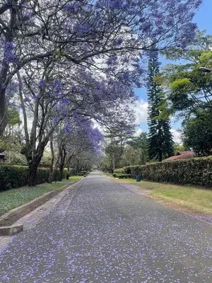 an empty street with trees with purple flowers at Arusha Njiro B&B in Arusha