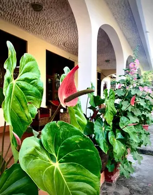 a room with green plants and a red flower at Kibebe ataraxia house in Arusha