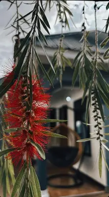 a close up of a red flower on a tree at Cozy-Homey with solar system -Firepit- Free Parking-Gardenswing in Arusha