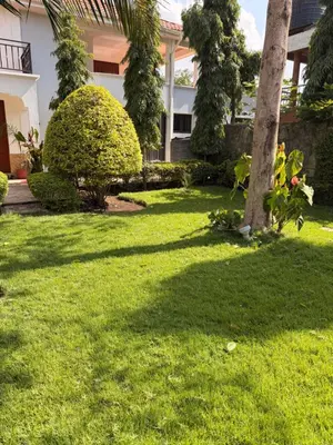 a yard with a palm tree and a house at Royal Safary Appartement in Arusha