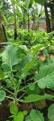 a group of green plants in a field at masai mama ecohostels in Arusha