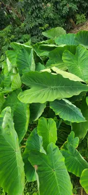 a group of green plants with big green leaves at masai mama ecohostels in Arusha