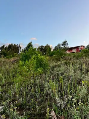 a field of tall grass with a house in the background at Shume cliffs in Manga