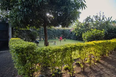 a hedge with a tree in a garden at Open Gate House in Arusha