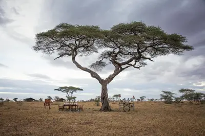 a acacia tree in the middle of a field at Pumzika Luxury Safari Camp in Banagi