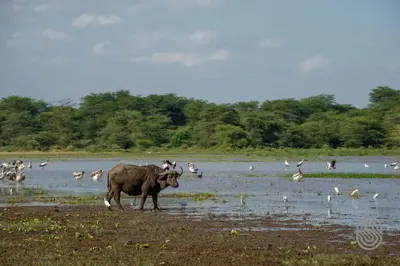 a cow standing in a field with birds in the water at Lake Manyara Serena Safari Lodge in Karatu