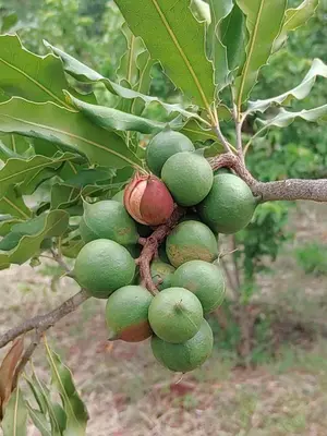 a bunch of green fruit hanging from a tree at Tanzanice Farm Lodge in Karatu
