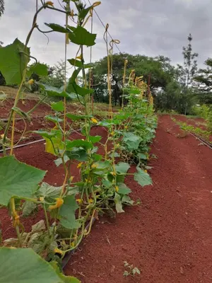a row of green plants in a field at Tanzanice Farm Lodge in Karatu
