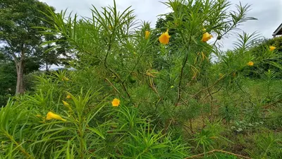 a plant with yellow flowers in a field at Tanzanice Farm Lodge in Karatu