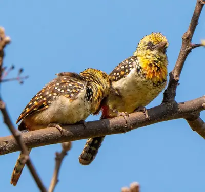 two birds are sitting on a tree branch at Tanzanice Farm Lodge in Karatu