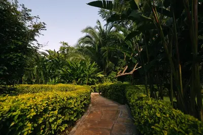 a path through a garden with bushes and trees at Aishi Machame in Moshi
