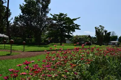 a field of flowers in a park at Ameg Lodge Kilimanjaro in Moshi