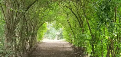 a tunnel of trees on a dirt road at Endasawa Tree Lodge in Usa River