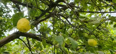 a branch of a tree with yellow fruit on it at Endasawa Tree Lodge in Usa River