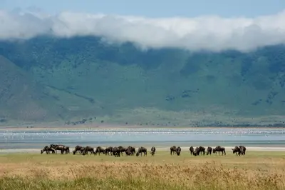 a herd of animals walking in a field near the water at Ngorongoro Serena Safari Lodge in Ngorongoro