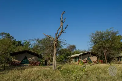 a group of tents in a field with a tree at Mbuzi Mawe Serena Camp in Serengeti