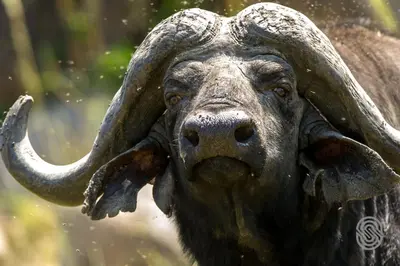 a close up of a bull with long horns at Mbuzi Mawe Serena Camp in Serengeti