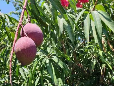 two mangoes hanging from a tree at Le Parlour in Boma la Ngombe