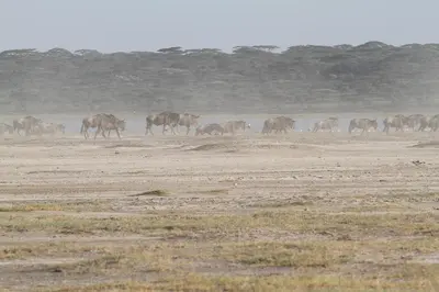 a herd of horses walking across a field at Gnu Ndutu Camp in Sinoni
