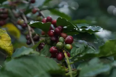 a bunch of red and green berries on a tree at Arusha Villa Karamu Coffee Estate in Usa River