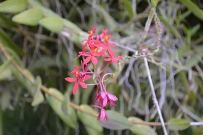 a cluster of pink flowers on a plant at The Researchers Rest in Arusha