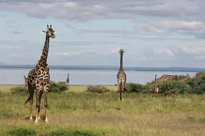 three giraffes standing in a field near a body of water at Migombani Camp in Mto wa Mbu