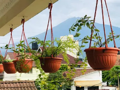 a group of potted plants hanging from a roof at Wakawaka Hostel Arusha in Arusha