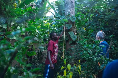 two men are working on a tree in the forest at Banana Farm Eco Hostel in Arusha