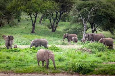 a herd of elephants standing in a field with trees at Baobab Tented Camp in Kwa Kuchinia