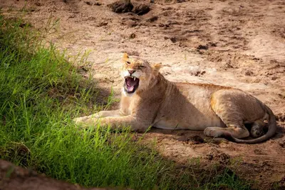 a lion laying in the grass with its mouth open at Baobab Tented Camp in Kwa Kuchinia