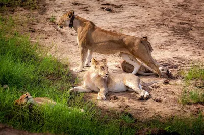 two lions standing on a dirt road with one laying down at Baobab Tented Camp in Kwa Kuchinia