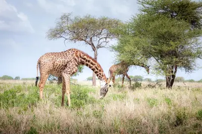 two giraffes are eating grass in a field at Baobab Tented Camp in Kwa Kuchinia