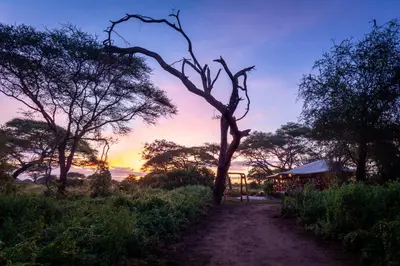 a tree on a dirt road with a sunset in the background at Baobab Tented Camp in Kwa Kuchinia