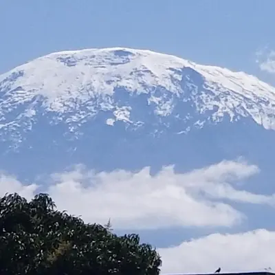 a snow covered mountain with a tree in the foreground at Climbers Home in Moshi