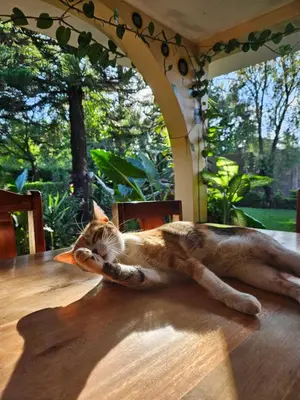 a cat laying on top of a wooden table at Kiwavi Home in Moshi