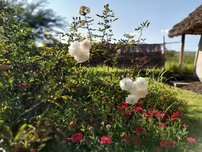 a garden with white flowers in a yard at Kutoka Lodge in Arusha