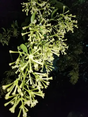 a close up of a plant with white flowers at Haradali's Home in Arusha