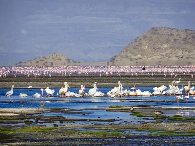 a flock of flamingos standing in the water at Africa Safari Lake Natron in Mtowabaga