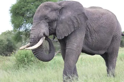 an elephant standing in a field with its tusks at Turaco Homestay in Arusha