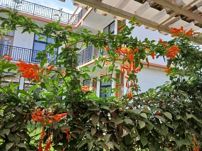 a plant with orange flowers in front of a building at Bird of Paradise Eco Lodge in Arusha