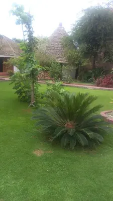 a palm tree in the yard of a house at New Charity Hotel International in Arusha