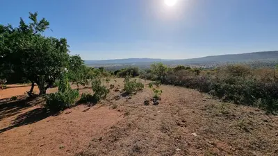 a dirt road with trees and bushes in a field at Africa Safari Maasai Boma in Serengeti