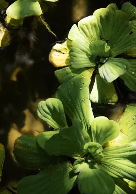a group of green flowers in the water at Tulia Retreat Hotel and Spa in Arusha