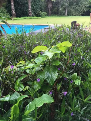 a bush with purple flowers in front of a pool at Meru House Lekisilai in Arusha
